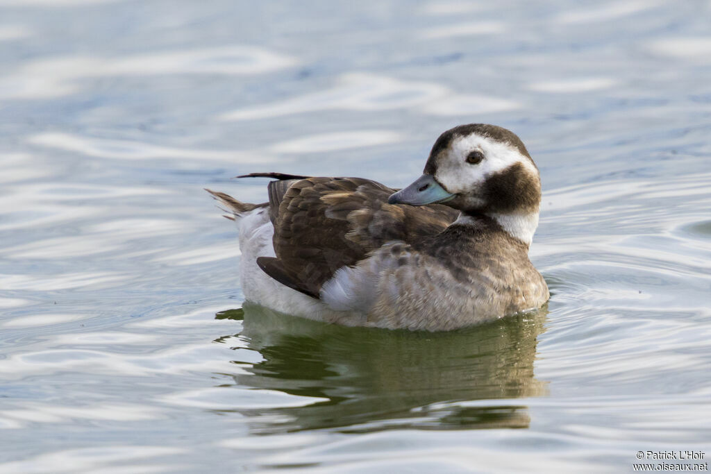 Long-tailed Duck