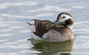 Long-tailed Duck