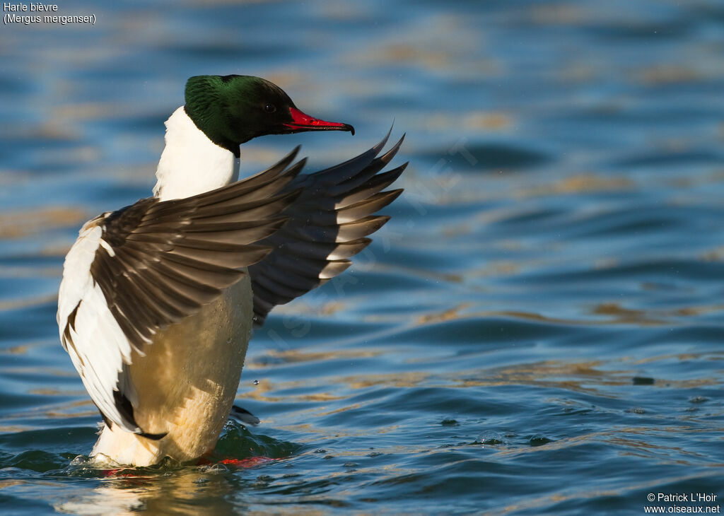 Common Merganser male adult post breeding