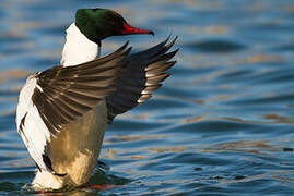 Common Merganser