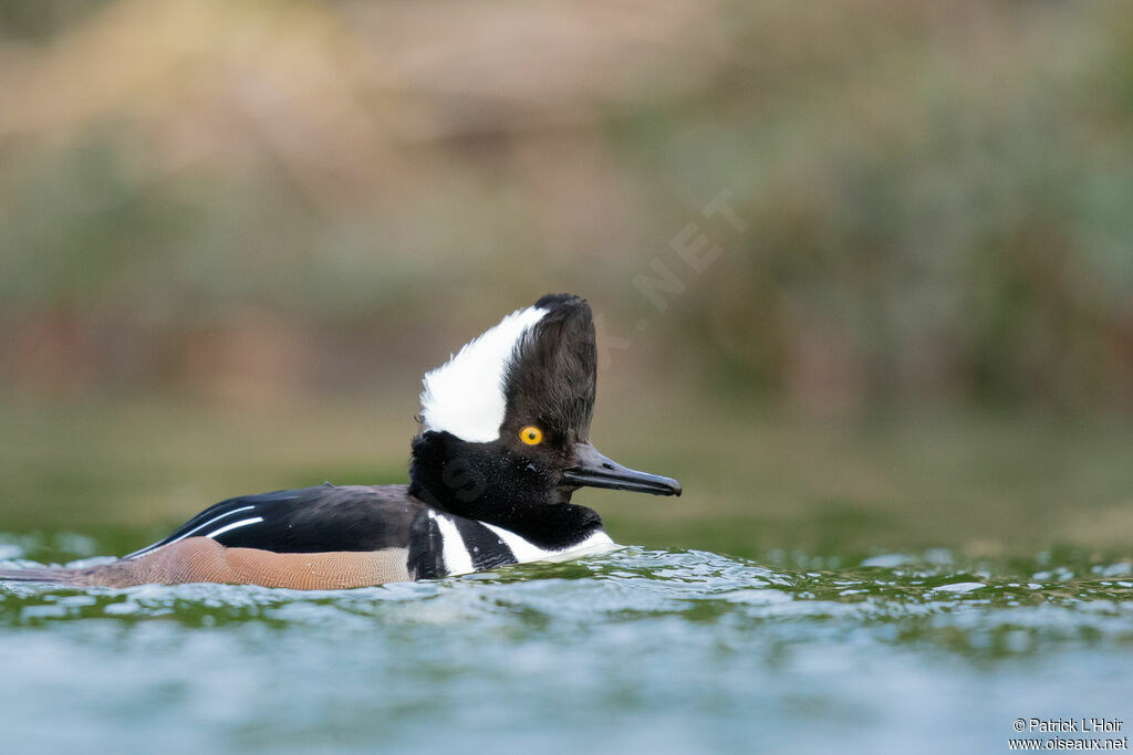 Hooded Merganser male adult post breeding