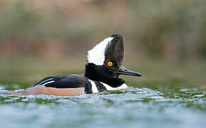 Hooded Merganser