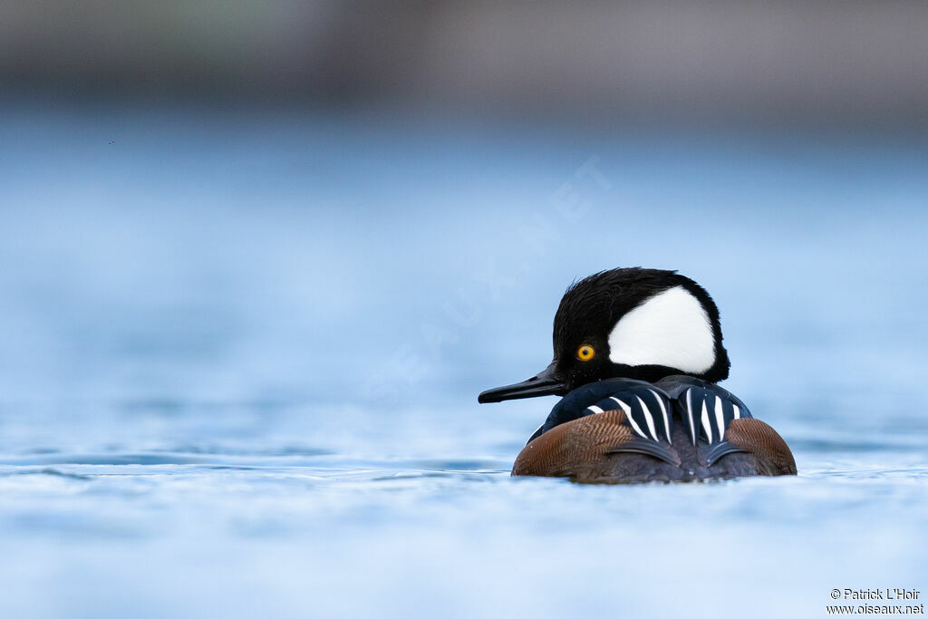 Hooded Merganseradult post breeding