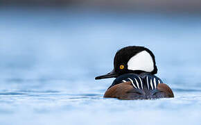 Hooded Merganser