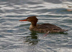 Red-breasted Merganser