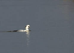 Smew