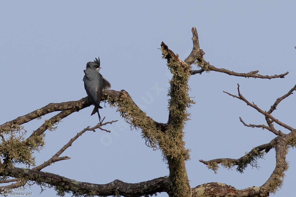 Crested Treeswift female adult, identification