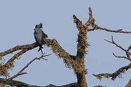 Crested Treeswift