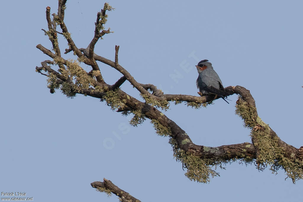 Crested Treeswift male adult, habitat, pigmentation