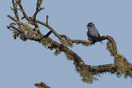 Crested Treeswift