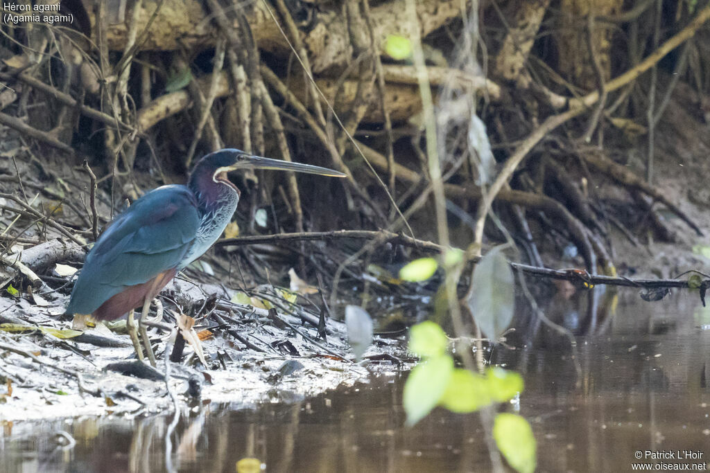 Agami Heron