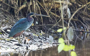 Agami Heron