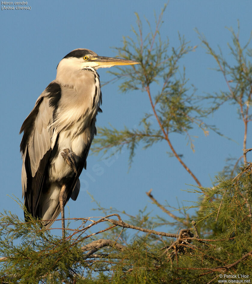 Grey Heronadult