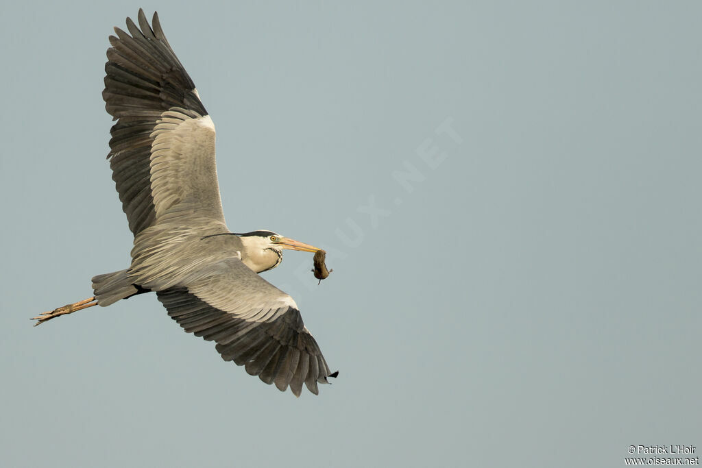 Grey Heron