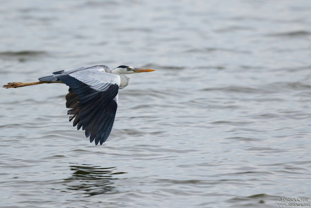 Grey Heronadult, Flight