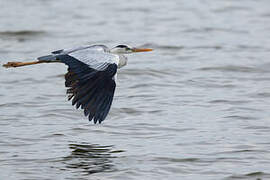 Grey Heron