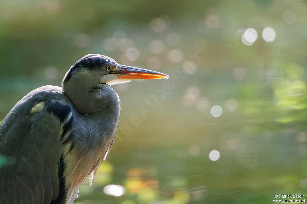 Grey Heron