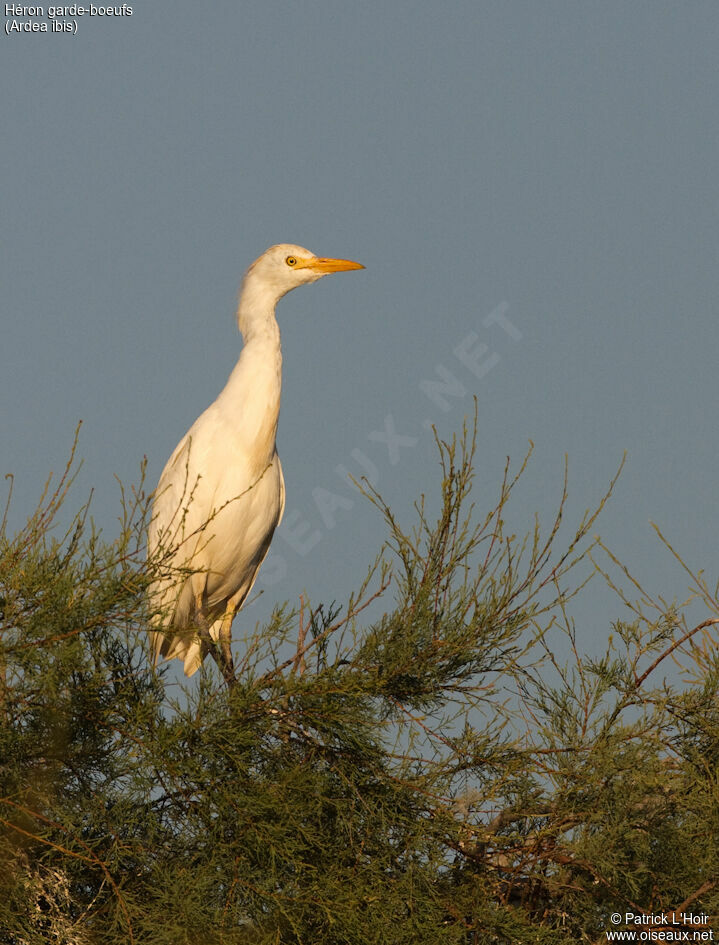 Western Cattle Egretadult