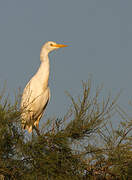 Western Cattle Egret