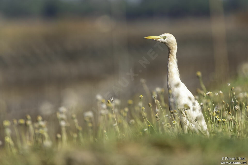 Western Cattle Egretadult breeding