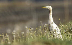 Western Cattle Egret