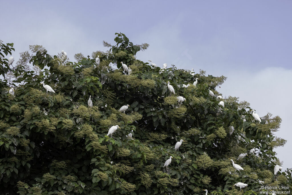 Western Cattle Egret