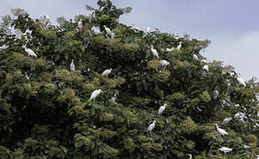 Western Cattle Egret