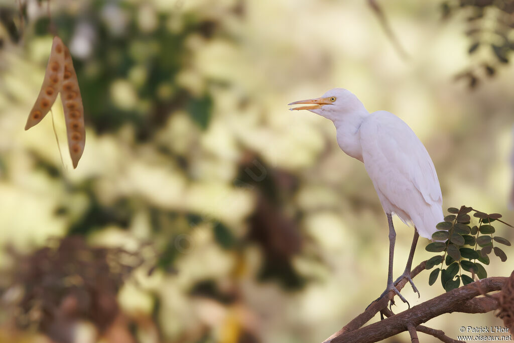 Western Cattle Egret