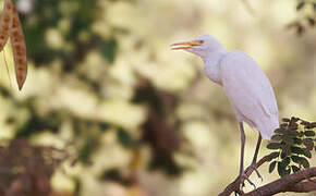 Western Cattle Egret