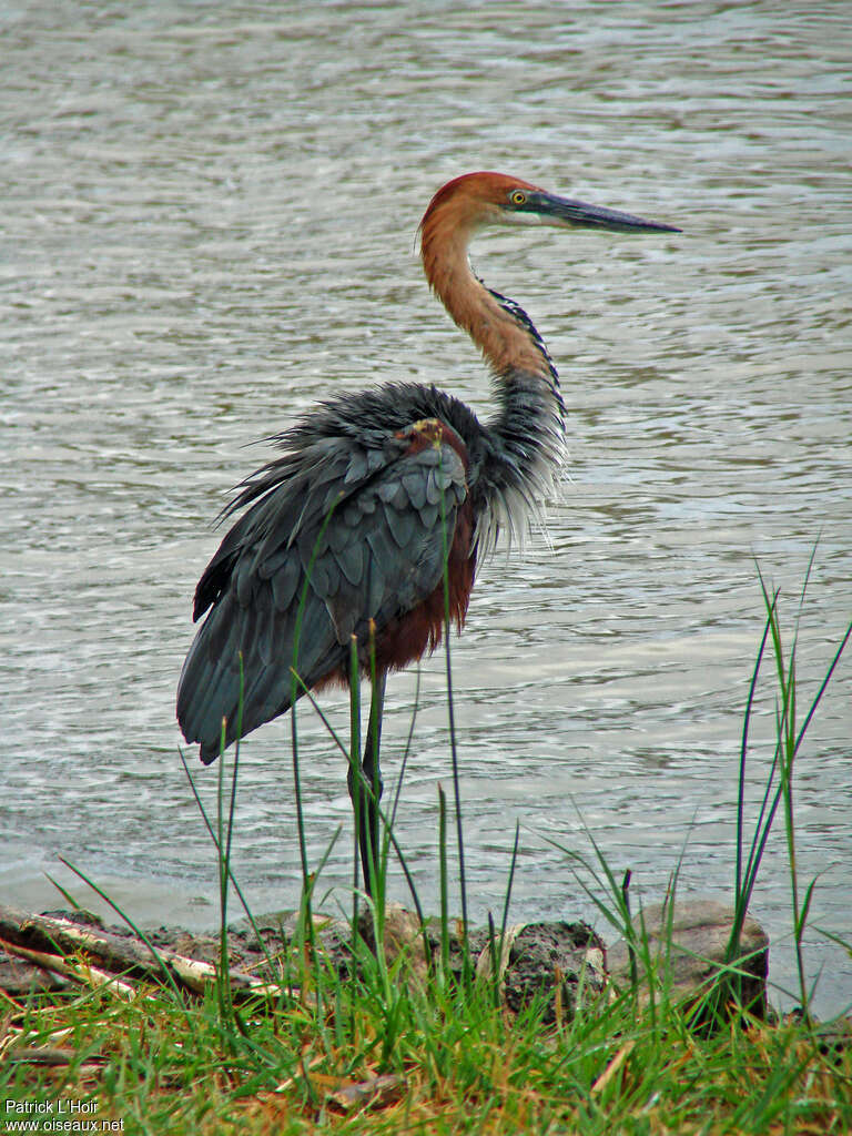 Goliath Heronadult breeding, identification