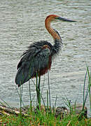 Goliath Heron