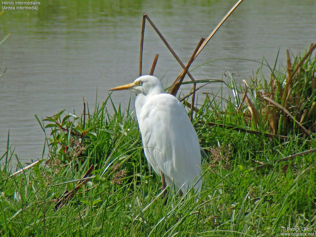 Medium Egret