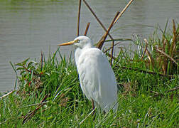 Medium Egret