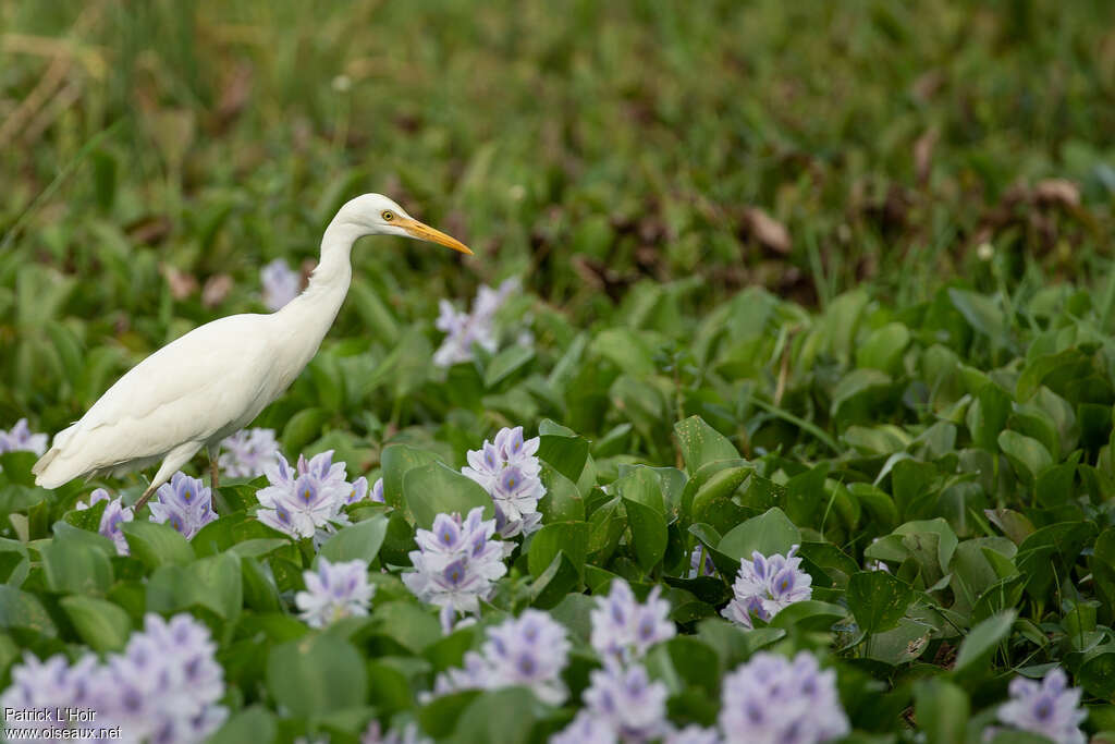 Intermediate Egretadult, habitat