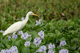 Medium Egret