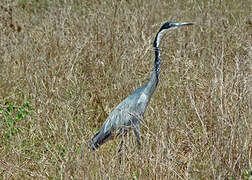 Black-headed Heron