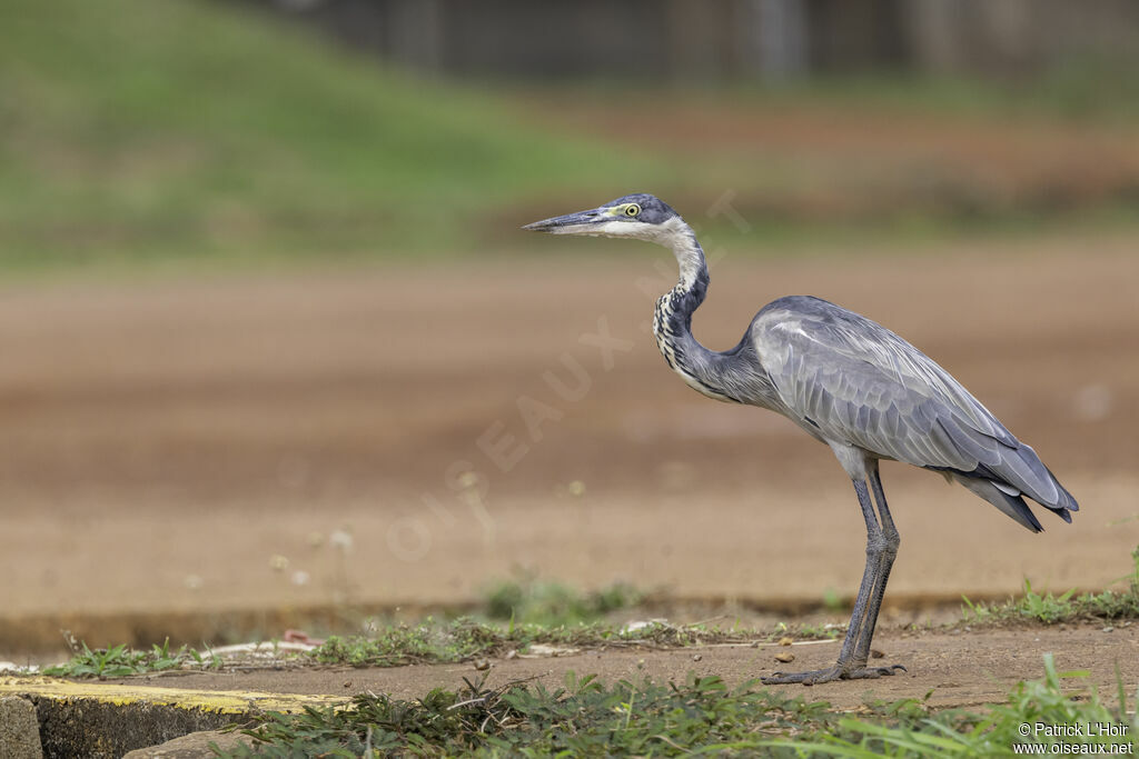 Black-headed Heron