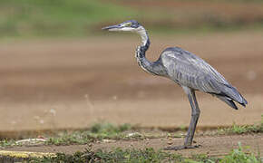 Black-headed Heron