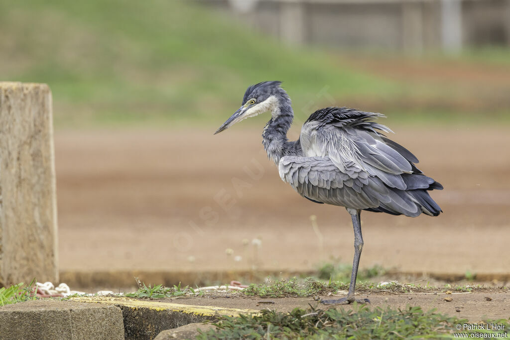 Black-headed Heron