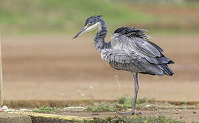 Black-headed Heron