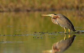 Purple Heron