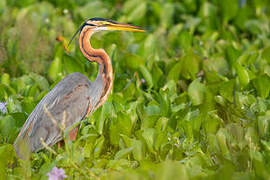 Purple Heron