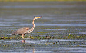 Purple Heron