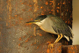 Striated Heron