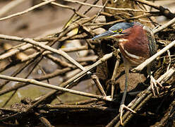 Green Heron