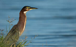 Green Heron