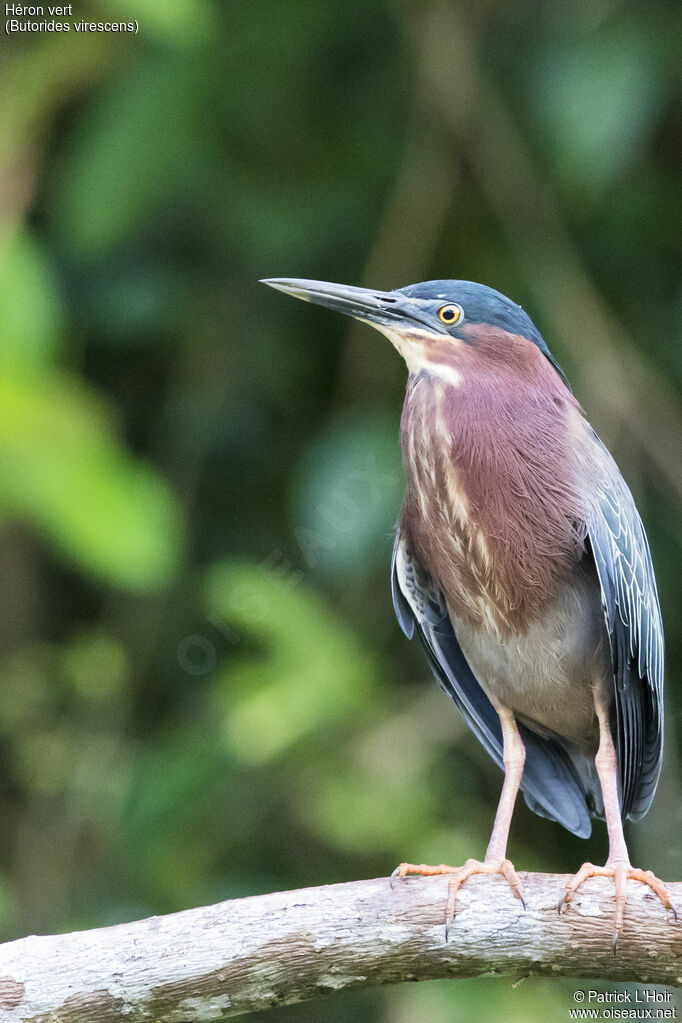 Green Heronadult