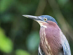 Green Heron