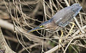 Green Heron