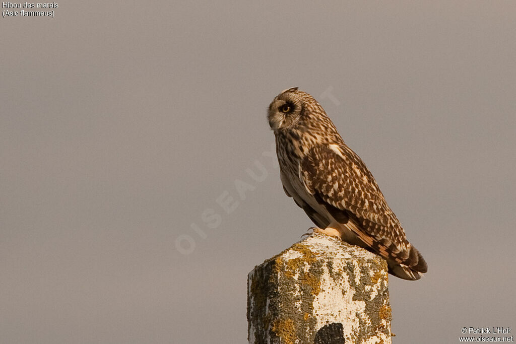 Hibou des marais